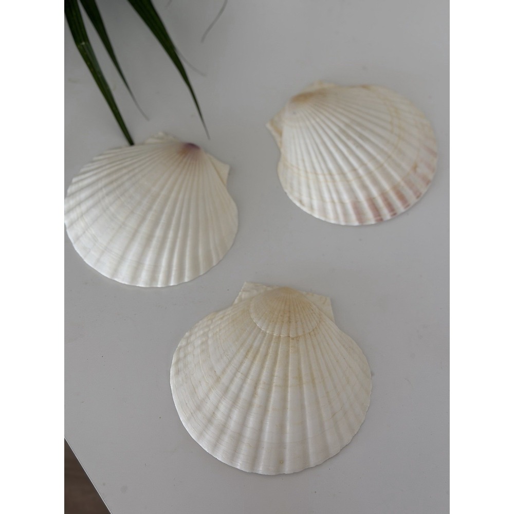 3 Large White Scallop Shells 4.5" Sea Shells Beach Decor Craft Jewelry Dish